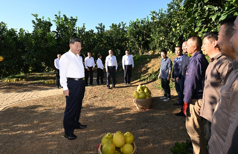 11月7日至8日,中共中央总书记、国家主席、中央军委主席习近平在广东考察。这是7日下午,习近平在梅州市梅县区雁洋镇南福金柚种植基地考察时,同果农和农技人员亲切交流。图片来源:新华网 11月7日至8日,中共中央总书记、国家主席、中央军委主席习近平在广东考察。这是7日下午,习近平在梅州市梅县区雁洋镇南福金柚种植基地考察时,同果农和农技人员亲切交流。图片来源:新华网