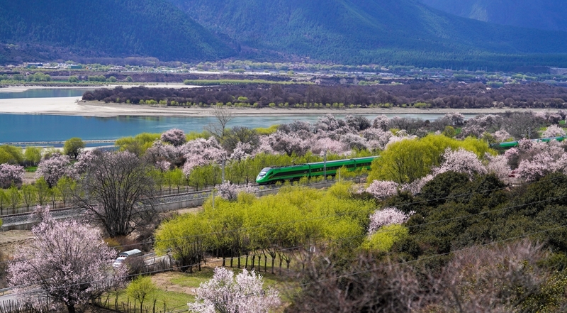 2025年4月2日,复兴号列车穿行在拉林铁路林芝段。图片来源:新华网 2025年4月2日,复兴号列车穿行在拉林铁路林芝段。图片来源:新华网