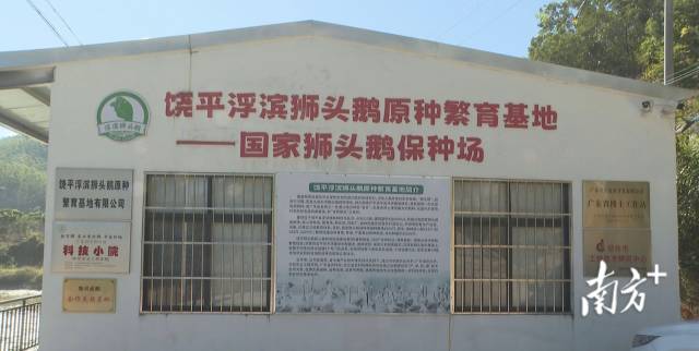 “科技+金融+品牌”三擎驱动，饶平县激活狮头鹅产业新动能