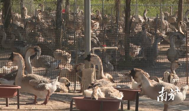 “科技+金融+品牌”三擎驱动，饶平县激活狮头鹅产业新动能