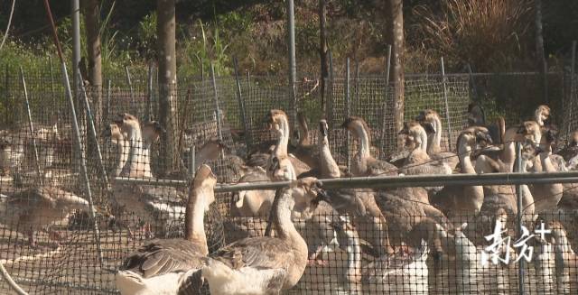 “科技+金融+品牌”三擎驱动，饶平县激活狮头鹅产业新动能