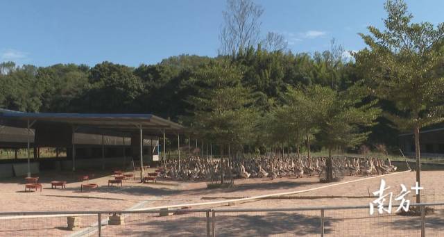 “科技+金融+品牌”三擎驱动，饶平县激活狮头鹅产业新动能