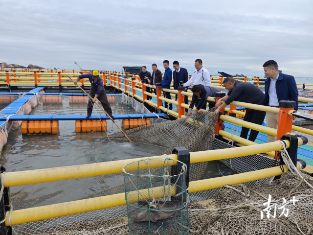 粤财普惠汕尾担保公司到国泰海洋牧场调研网箱养殖，对接融资需求，支持海洋产业发展。